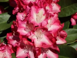 Rhododendron 'Eruption' (S) -Deutschland Garten Funk Verkaufs-Shop rhododendron eruption s m003690 w 1