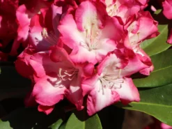 Rhododendron 'Eruption' (S) -Deutschland Garten Funk Verkaufs-Shop rhododendron eruption s m003690 w 2