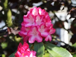 Rhododendron 'Eruption' (S) -Deutschland Garten Funk Verkaufs-Shop rhododendron eruption s m003690 w 3