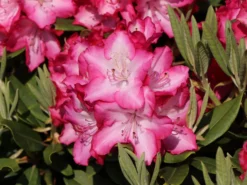 Rhododendron 'Eruption' (S) -Deutschland Garten Funk Verkaufs-Shop rhododendron eruption s m003690 w 5