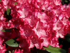 Rhododendron 'Eruption' (S) -Deutschland Garten Funk Verkaufs-Shop rhododendron eruption s m003690 w 7