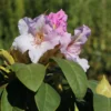 Rhododendron 'Eskimo'