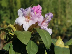 Rhododendron 'Eskimo'