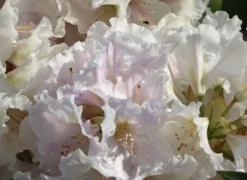 Rhododendron 'Eskimo' -Deutschland Garten Funk Verkaufs-Shop rhododendron eskimo m003692 w 2