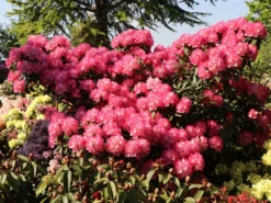 Rhododendron 'Fantastica'