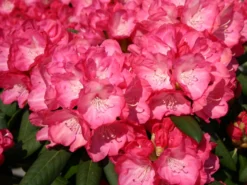 Rhododendron 'Fantastica' -Deutschland Garten Funk Verkaufs-Shop rhododendron fantastica m002364 w 0