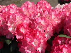Rhododendron 'Fantastica' -Deutschland Garten Funk Verkaufs-Shop rhododendron fantastica m002364 w 2