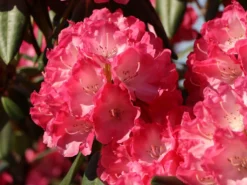 Rhododendron 'Fantastica' -Deutschland Garten Funk Verkaufs-Shop rhododendron fantastica m002364 w 3
