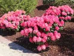 Rhododendron 'Fantastica' -Deutschland Garten Funk Verkaufs-Shop rhododendron fantastica m002364 w 4