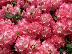 Rhododendron 'Fantastica' -Deutschland Garten Funk Verkaufs-Shop rhododendron fantastica m002364 w 7
