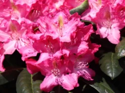 Rhododendron 'Fidelius'