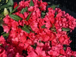 Rhododendron 'Florkissen'