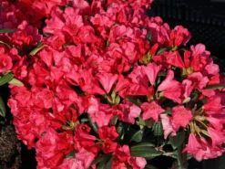 Rhododendron 'Florkissen' -Deutschland Garten Funk Verkaufs-Shop rhododendron florkissen m003964 w 0