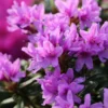 Rhododendron 'Frosthexe'