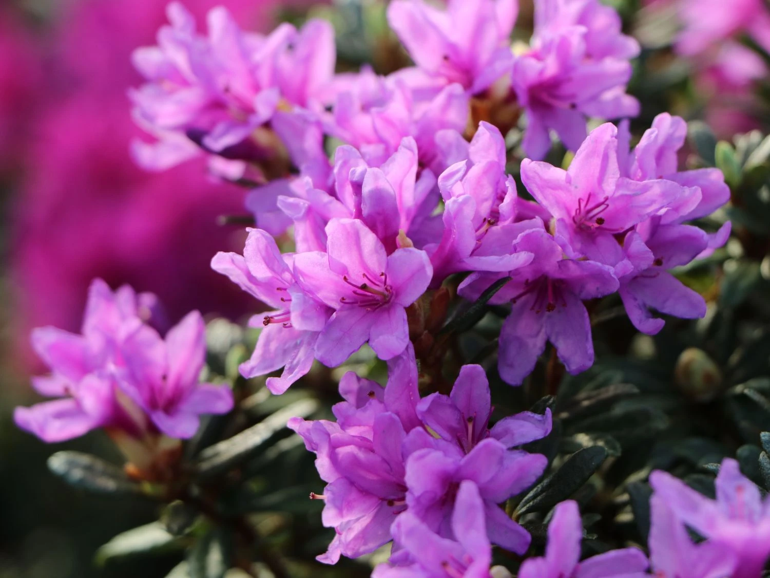 Rhododendron 'Frosthexe' 1 Rhododendron 'Frosthexe'