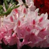 Rhododendron 'Furnivall's Daughter'
