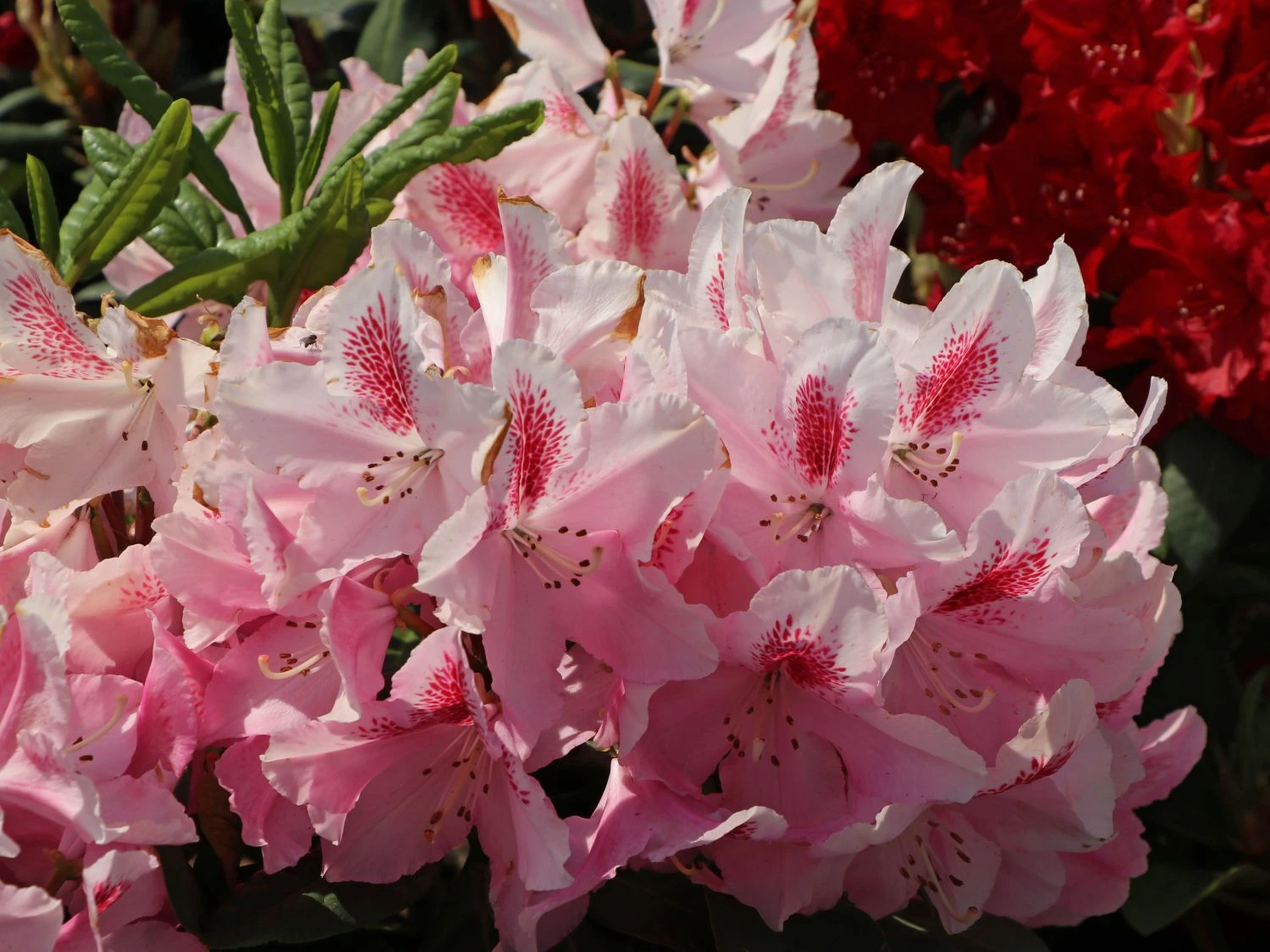 Rhododendron 'Furnivall's Daughter' 1 Rhododendron 'Furnivall's Daughter'