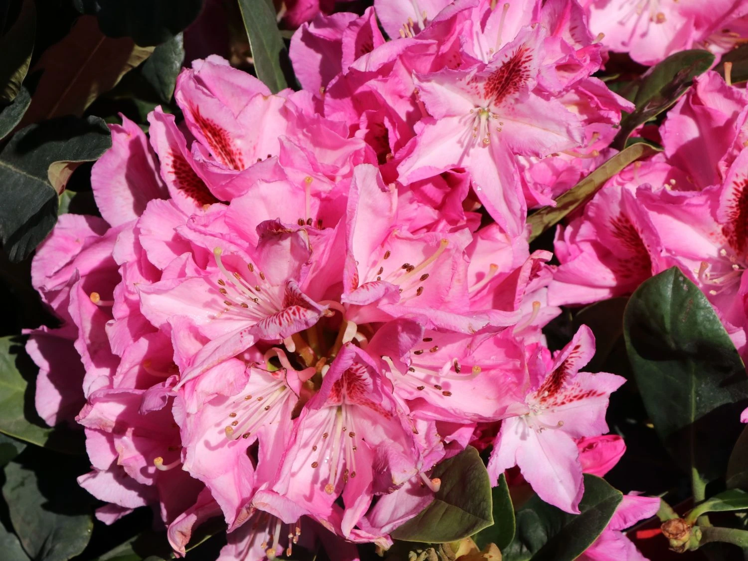 Rhododendron 'Furnivall's Daughter' 4 Rhododendron 'Furnivall's Daughter' – Bild 4