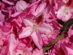 Rhododendron 'Furnivall's Daughter' 13 Rhododendron 'Furnivall's Daughter' -Deutschland Garten Funk Verkaufs-Shop rhododendron furnivalls daughter m002328 w 1