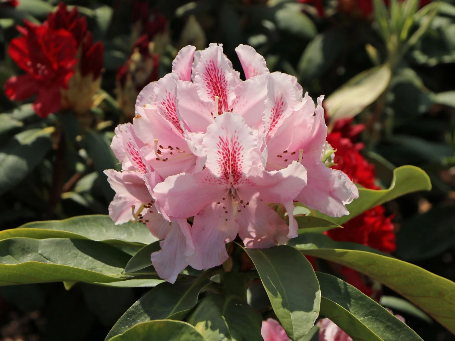 Rhododendron 'Furnivall's Daughter' 5 Rhododendron 'Furnivall's Daughter' – Bild 5