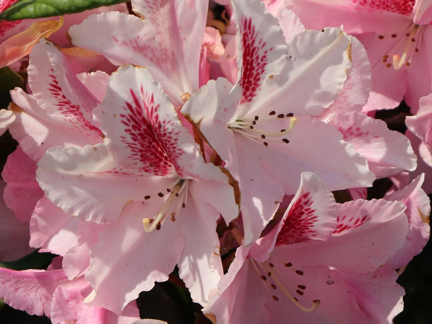 Rhododendron 'Furnivall's Daughter' 3 Rhododendron 'Furnivall's Daughter' – Bild 3