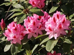 Rhododendron 'Furnivall's Daughter' 12 Rhododendron 'Furnivall's Daughter' -Deutschland Garten Funk Verkaufs-Shop rhododendron furnivalls daughter m002328 w 4