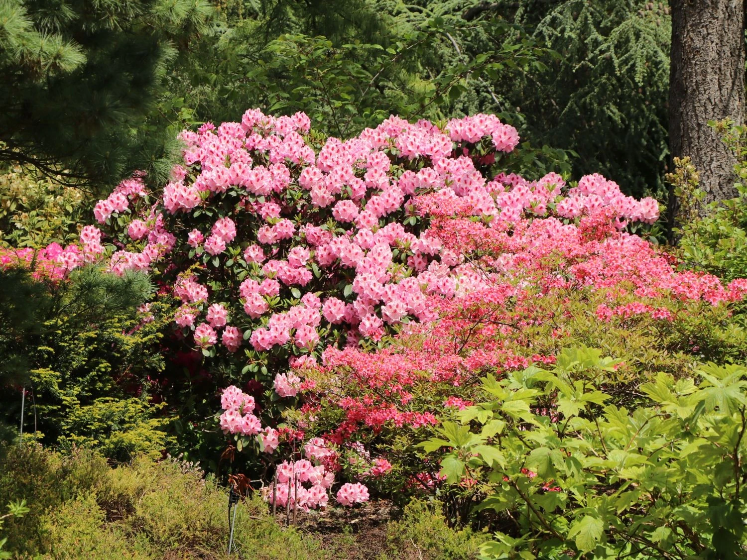 Rhododendron 'Furnivall's Daughter' 2 Rhododendron 'Furnivall's Daughter' – Bild 2