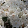 Rhododendron 'Gartendirektor Rieger'