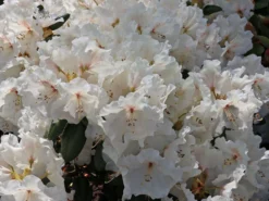 Rhododendron 'Gartendirektor Rieger'