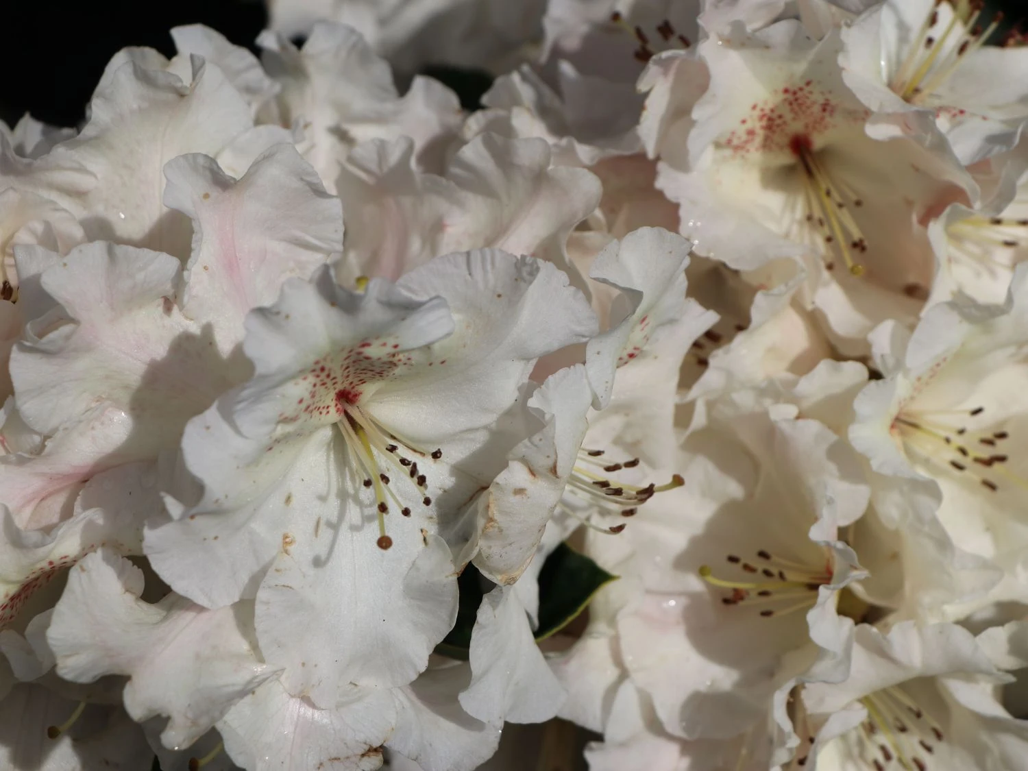 Rhododendron 'Gartendirektor Rieger' 11 Rhododendron 'Gartendirektor Rieger' – Bild 11