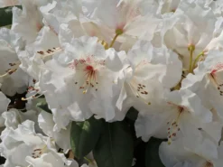 Rhododendron 'Gartendirektor Rieger' 19 Rhododendron 'Gartendirektor Rieger' -Deutschland Garten Funk Verkaufs-Shop rhododendron gartendirektor rieger m004262 w 1