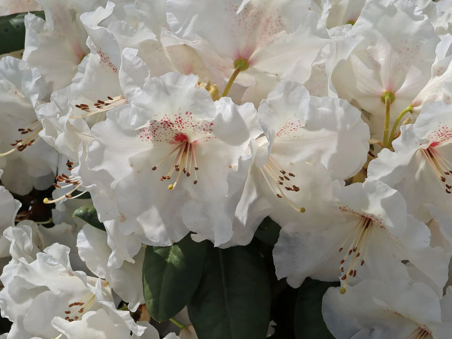 Rhododendron 'Gartendirektor Rieger' 9 Rhododendron 'Gartendirektor Rieger' – Bild 9
