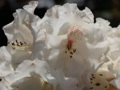 Rhododendron 'Gartendirektor Rieger' 18 Rhododendron 'Gartendirektor Rieger' -Deutschland Garten Funk Verkaufs-Shop rhododendron gartendirektor rieger m004262 w 2