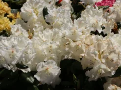 Rhododendron 'Gartendirektor Rieger' 17 Rhododendron 'Gartendirektor Rieger' -Deutschland Garten Funk Verkaufs-Shop rhododendron gartendirektor rieger m004262 w 3