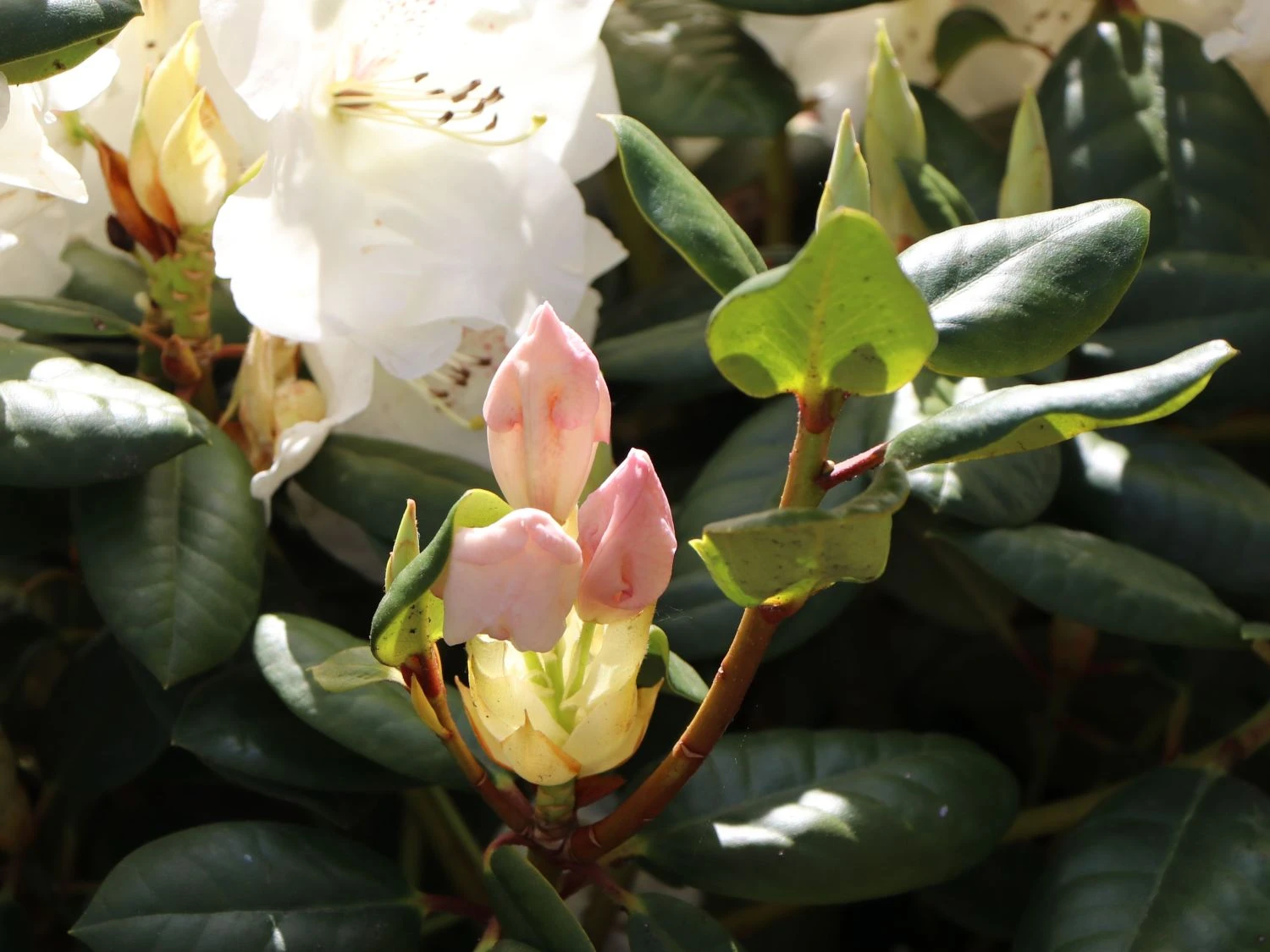 Rhododendron 'Gartendirektor Rieger' 6 Rhododendron 'Gartendirektor Rieger' – Bild 6