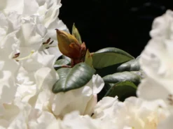 Rhododendron 'Gartendirektor Rieger' 15 Rhododendron 'Gartendirektor Rieger' -Deutschland Garten Funk Verkaufs-Shop rhododendron gartendirektor rieger m004262 w 5