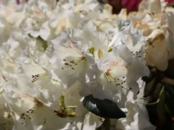 Rhododendron 'Gartendirektor Rieger' 14 Rhododendron 'Gartendirektor Rieger' -Deutschland Garten Funk Verkaufs-Shop rhododendron gartendirektor rieger m004262 w 6