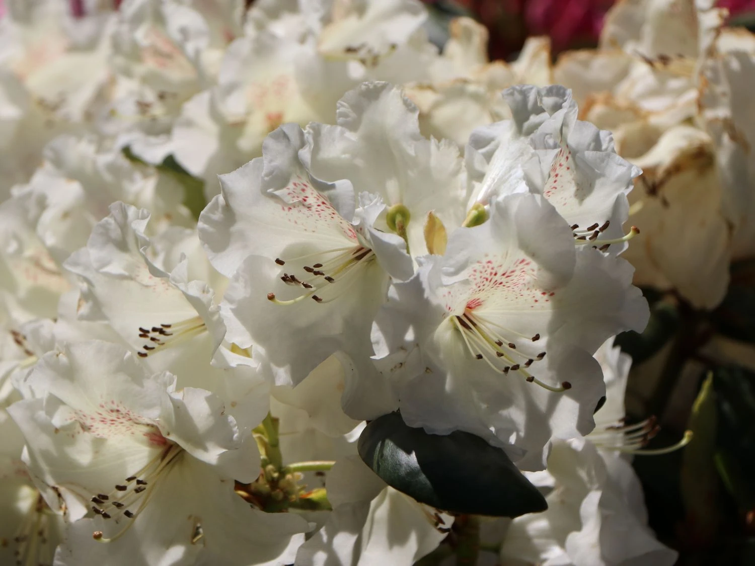 Rhododendron 'Gartendirektor Rieger' 4 Rhododendron 'Gartendirektor Rieger' – Bild 4