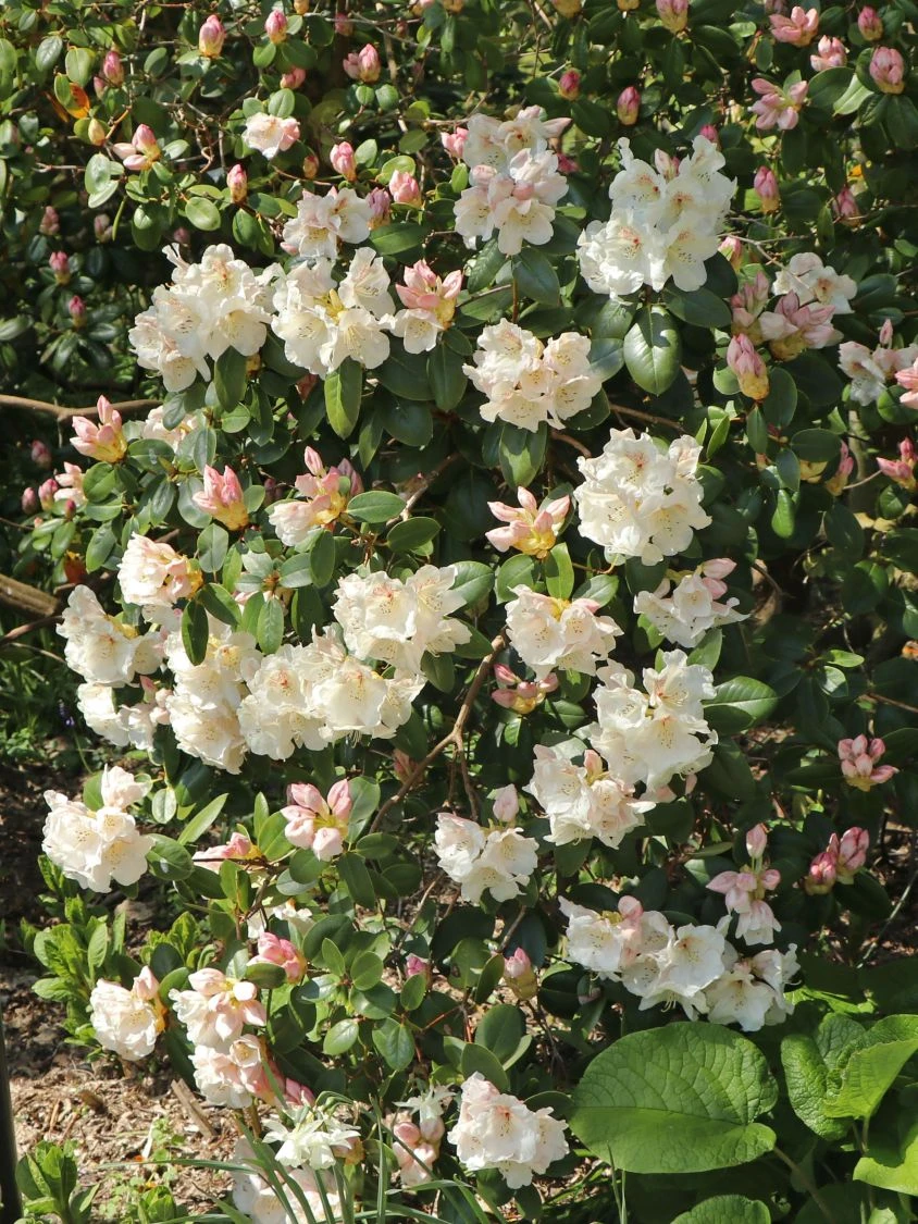 Rhododendron 'Gartendirektor Rieger' 2 Rhododendron 'Gartendirektor Rieger' – Bild 2