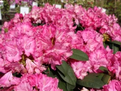 Rhododendron 'Germania' -Deutschland Garten Funk Verkaufs-Shop rhododendron germania m003696 w 0