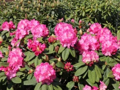 Rhododendron 'Germania' -Deutschland Garten Funk Verkaufs-Shop rhododendron germania m003696 w 1 1