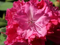 Rhododendron 'Germania' -Deutschland Garten Funk Verkaufs-Shop rhododendron germania m003696 w 3