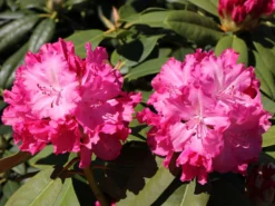 Rhododendron 'Germania' -Deutschland Garten Funk Verkaufs-Shop rhododendron germania m003696 w 4