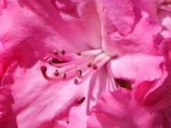 Rhododendron 'Germania' -Deutschland Garten Funk Verkaufs-Shop rhododendron germania m003696 w 5