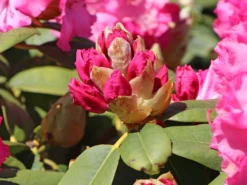 Rhododendron 'Germania' -Deutschland Garten Funk Verkaufs-Shop rhododendron germania m003696 w 6