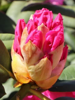 Rhododendron 'Germania' -Deutschland Garten Funk Verkaufs-Shop rhododendron germania m003696 w 7