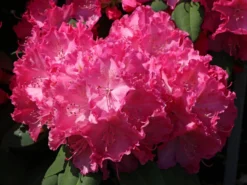 Rhododendron 'Germania' -Deutschland Garten Funk Verkaufs-Shop rhododendron germania m003696 w 8