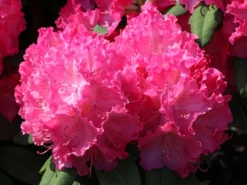 Rhododendron 'Germania' -Deutschland Garten Funk Verkaufs-Shop rhododendron germania m003696 w 9