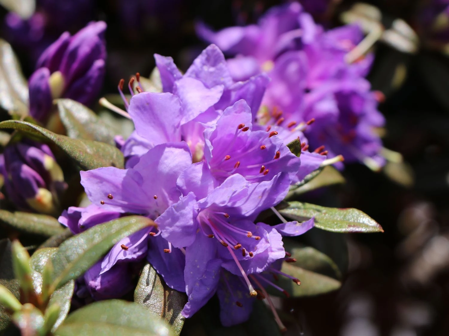 Rhododendron 'Gletschernacht' 2 Rhododendron 'Gletschernacht' – Bild 2