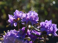 Rhododendron 'Gletschernacht' 8 Rhododendron 'Gletschernacht' -Deutschland Garten Funk Verkaufs-Shop rhododendron gletschernacht m002392 w 3